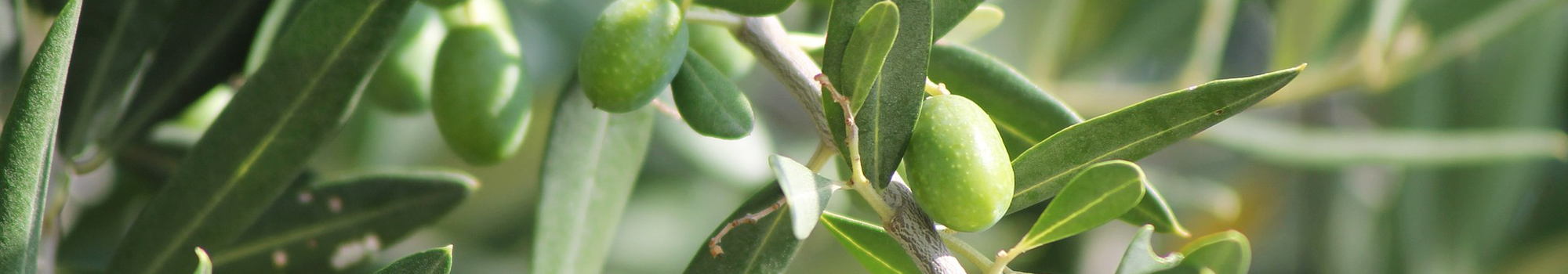 Peigne vibreur Olivella Midi pour la récolte des olives
